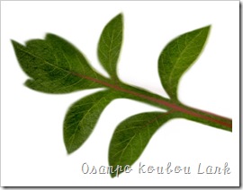 チョコレートコスモス 予習課題 葉の描き方の補足 Pc Flower Art おさんぽ工房